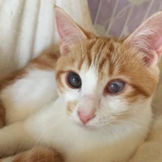 【うりり】おかげ様で里親様が決まりました！