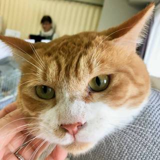 【らくだ】おかげさまで里親さまが決まりました