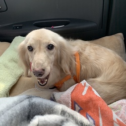 里親になった日