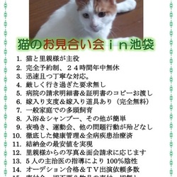 TVでお馴染みの猫のチグちゃん主催のお見合い会
