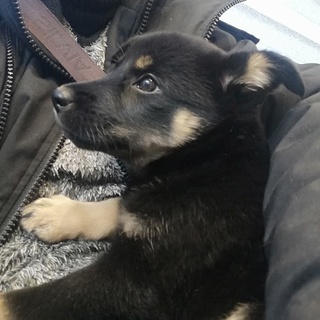 里親様決定!   愛らしい女の子 20kg越え