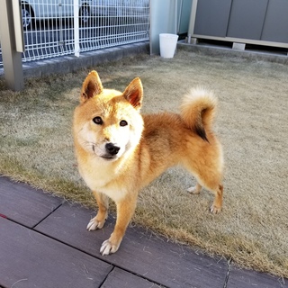 トライアルが決まりました！