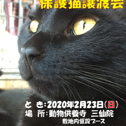 三仙院保護猫譲渡会のおしらせ