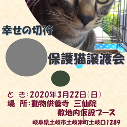 三仙院保護猫譲渡会のおしらせ サムネイル2