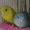 サザナミインコの仲良し2羽