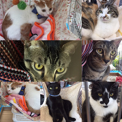 もりやま犬と猫の病院譲渡会 サムネイル2