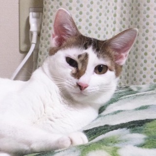 ゆあちゃん♪多頭飼育の子猫です！！