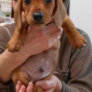 生後二か月のＭＳの男の子