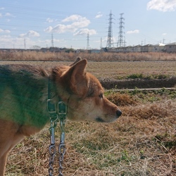 フケが気になり、、