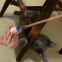 澄んだ瞳が美しいロシアンブルー風猫さん!!
