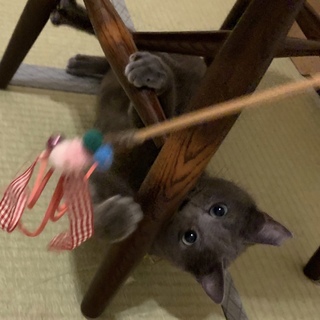 澄んだ瞳が美しいロシアンブルー風猫さん!!