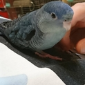サザナミインコのぴーちゃん