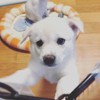 おちゃめさ一番！ひめのちゃん