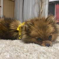 ぽん
