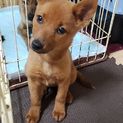 琉球犬MIX赤犬3カ月ゆずちゃん