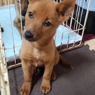 k様　　　赤犬 RED DOG RED” by サカズキ[赤犬](立木文彦) - トラック・歌詞情報 | AWA