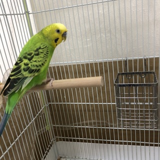 生後8ヶ月 セキセイの男の子