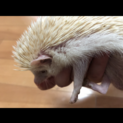 ハリネズミの里親募集