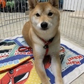 1才の柴犬くん家族募集
