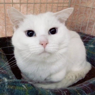 トライアル決定！★抱っこ好き青い目の白猫ちゃん