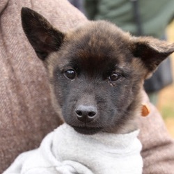 2/23(日)二子玉川いぬねこ里親会