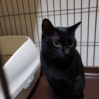 黒猫のくーちゃん・六つ子の立派なお母さん猫