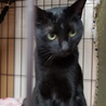 黒猫のくーちゃん・六つ子の立派なお母さん猫 サムネイル3