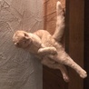 すーも
