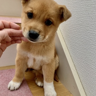 里親さま決まりました☆