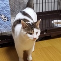幸運を呼ぶと言われるオスの三毛猫！
