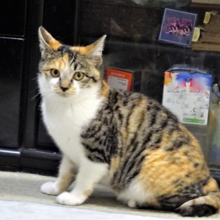 じゃらしに燃える三毛、　エマちゃん