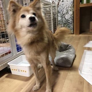 奥ゆかしいわんこ、ふじちゃん