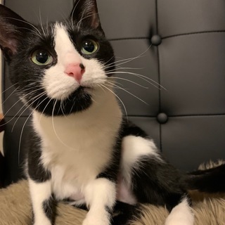 媚びない美人猫のゆりあ様