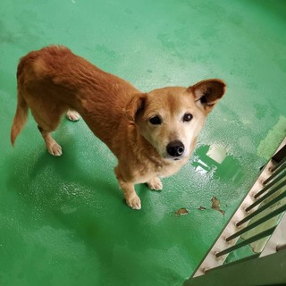 里親様決定しました！