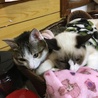 の写真