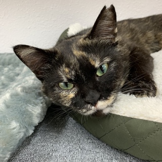 #さび猫マルちゃん(サリー)