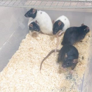 ラット♀里親決まりました。