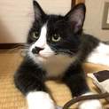 猫大好き半長毛スーちゃん