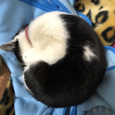 ニャンモナイト