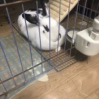 さくら