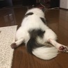 あちこ71