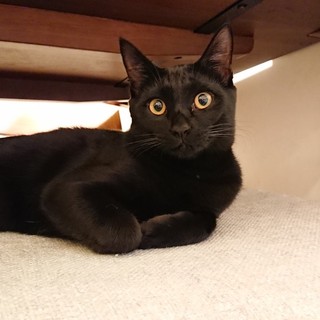 《募集終了》艶々黒子猫【仮名/甘夏】