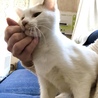 猫・人 大好き！人懐こいやんちゃ女子！『アノ』 サムネイル2