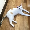 猫・人 大好き！人懐こいやんちゃ女子！『アノ』 サムネイル3