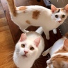 猫・人 大好き！人懐こいやんちゃ女子！『アノ』 サムネイル5