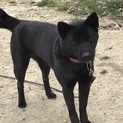 甲斐犬　牝