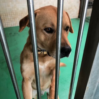 里親様決定しました！