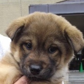 ミックス子犬♀ゆず里親決定しました