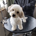 mix仔犬 ペイ君