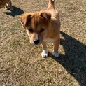 人懐っこい元気なチョコたん